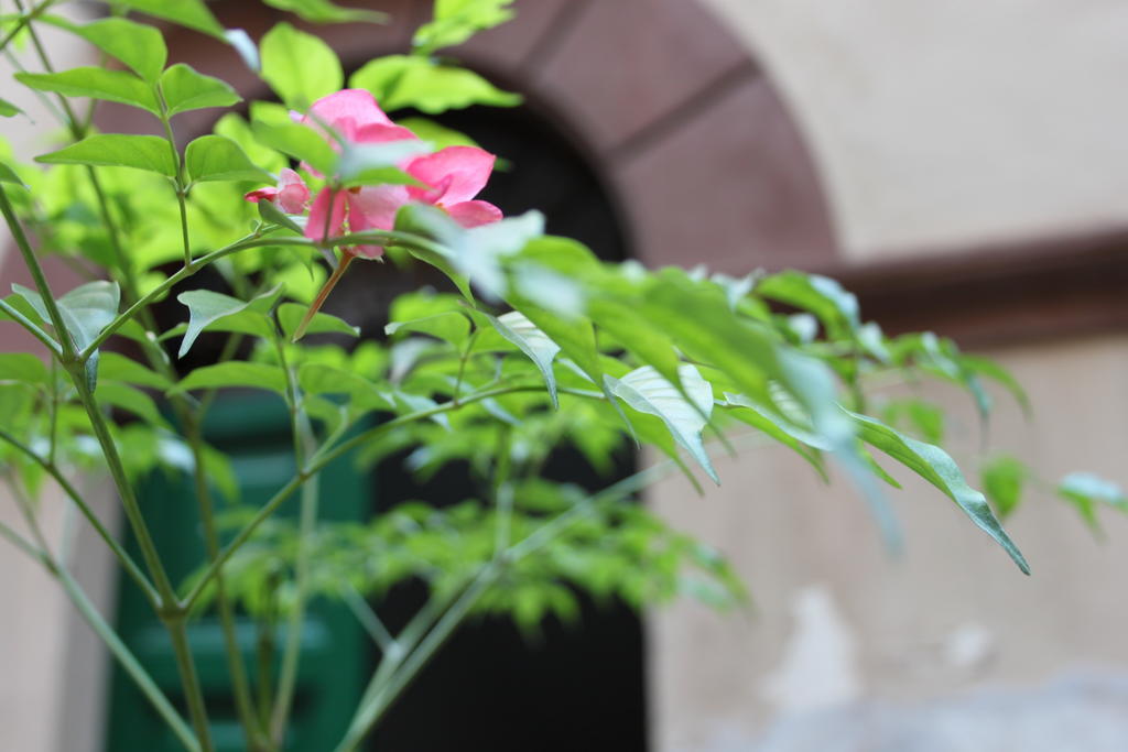 רומא Abaco Bed & Breakfast מראה חיצוני תמונה